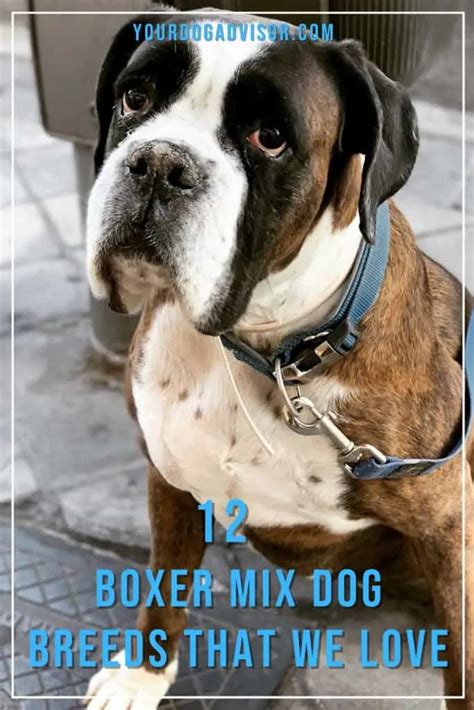 Image result for Boxer Mix Dogs