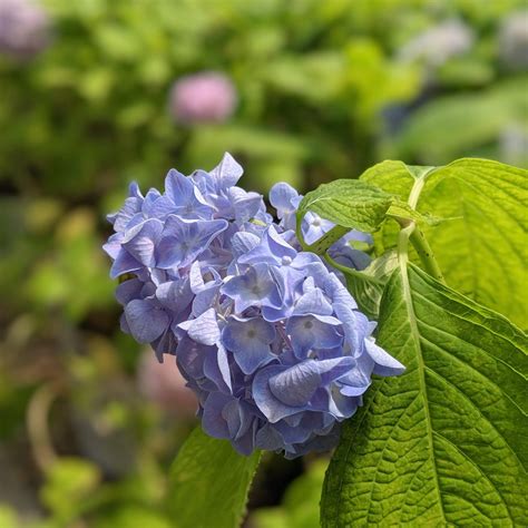 Hydrangea macrophylla 'Nikko Blue' ~ Nikko Blue Hydrangea – GoBuyPlants