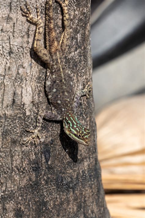 Invasive Lizards – Matthew Paulson Photography