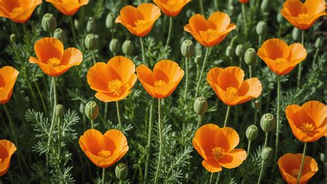How To Grow California Poppy From Seed at Erminia Heavner blog