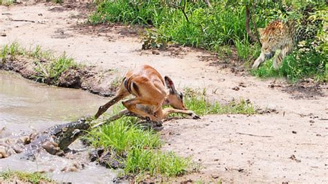 Un impala consigue escapar de las fauces de un cocodrilo para acabar ...