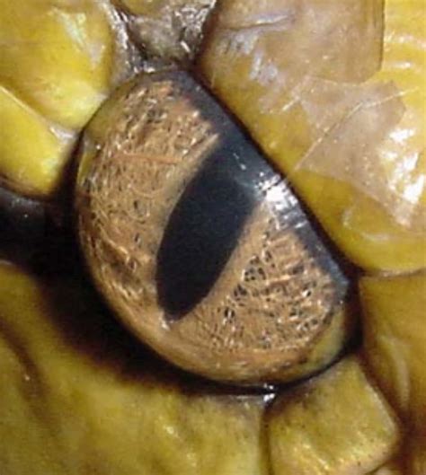 Retic Python Pet 的图像结果