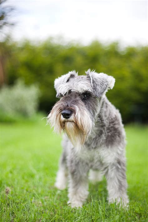 27 Hypoallergenic Dog Breeds That Are Best for Allergies