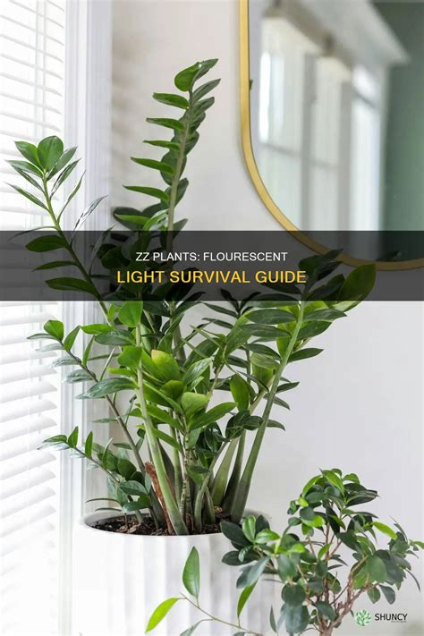 Zz Plants: Flourescent Light Survival Guide | ShunCy