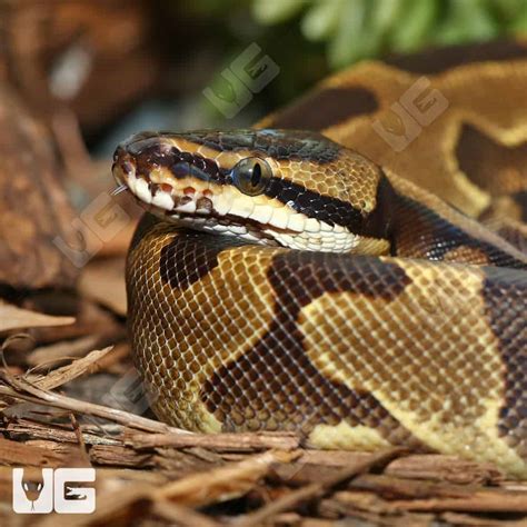 Image result for Enchi Leopard Ball Python