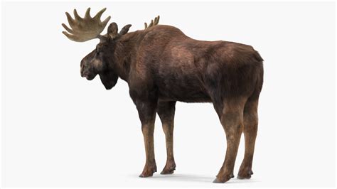 Bull Moose Fur 3D model | 3D Molier International