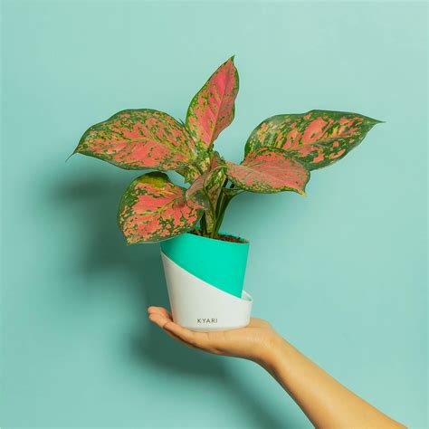 Natural Dumb Cane Kyari Dieffenbachia Amoena Aglaonema Super White Live ...