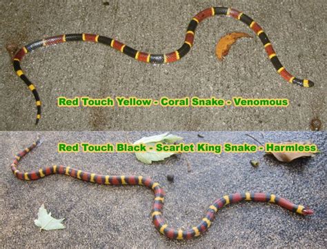 Snake Rhyme - Red Touch Yellow, Black, Identify Coral Snake Poem ...