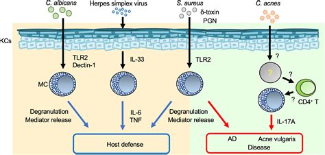 Mast Cell Degranulation And Synthesis