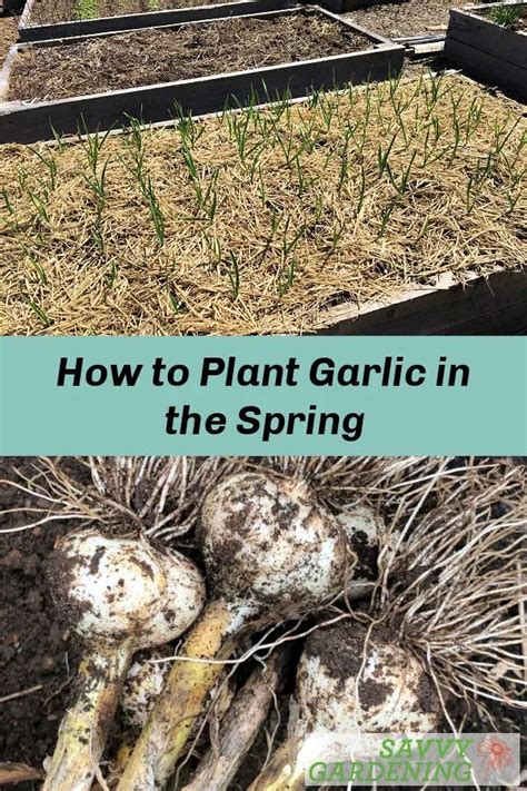 Image result for Planting Spring Garlic