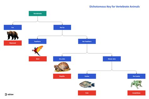 Image result for Classification Key Template