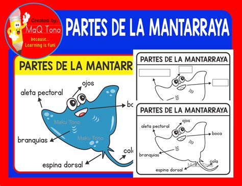SPANISH BODY PARTS OF STINGRAY / PARTES DE LA MANTARRAYA