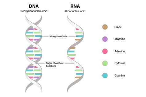 Image result for DNA Microarray Data