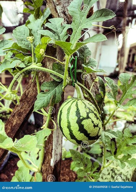 Watermelon Tree 的图像结果