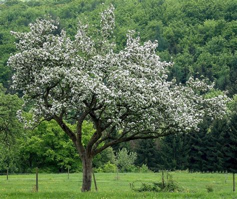 Image result for Bush Apple Tree