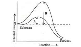 Important Diagrams: Biomolecules - Biology Class 11 - NEET PDF Download