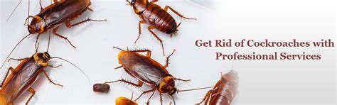 Cockroach control in Chennai | Cockroach control services in Chennai