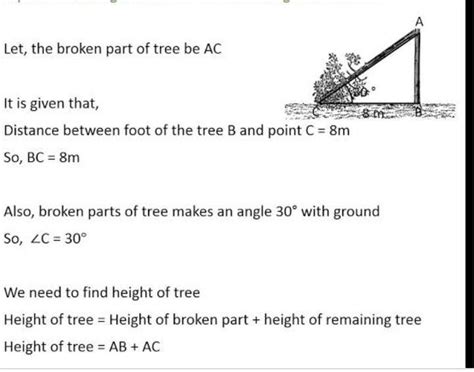 a tree break due to a storm and the broken bends so that top of the ...