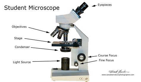 Image result for Compound Microscope Light Source