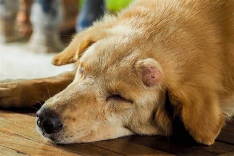 Dog Smegma: Causes & How to Get Rid of It