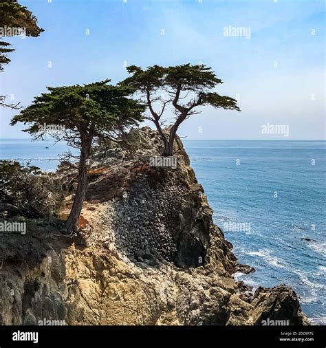 The Lone Cypress is a Monterey cypress tree in Pebble Beach, California ...