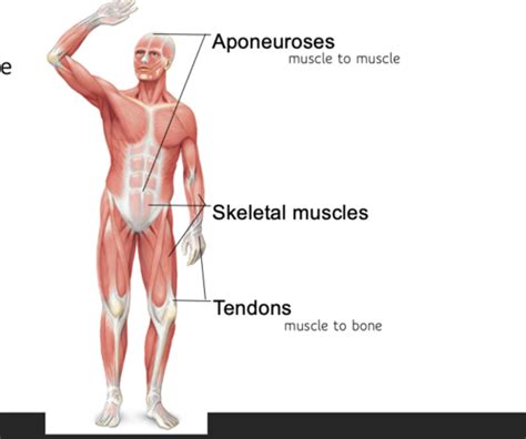 Image result for Exploding Muscle