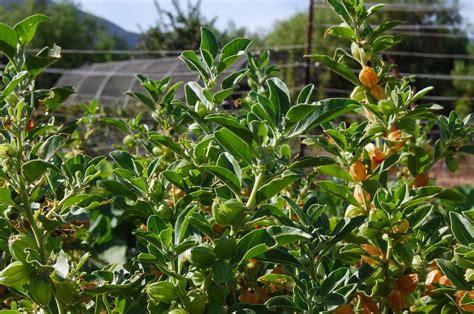 Kuvatulokset haulle ashwagandha