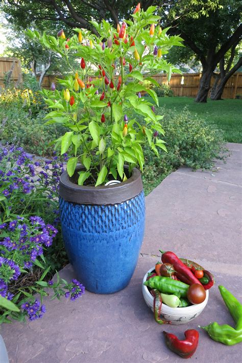 Hot Ornamental Pepper Plants