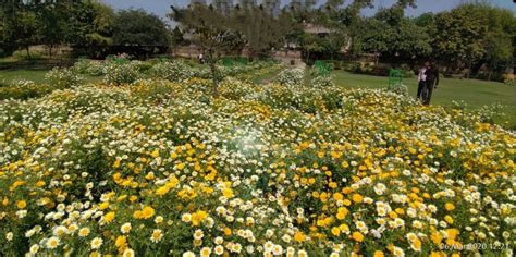 NHP at LIC Colony, Paschim Vihar | DDA