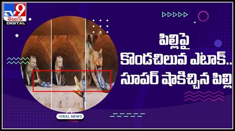 Image result for Python Attack Movie