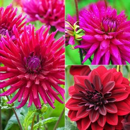 Buy flowers: Delivery by Waitrose Garden