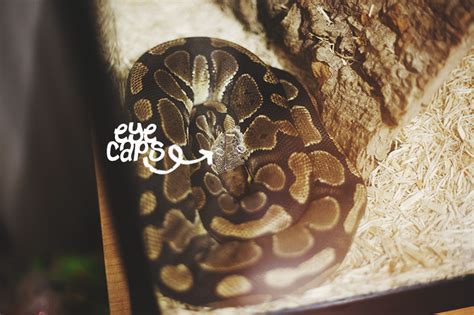 Image result for Stages Before a Python Sheds