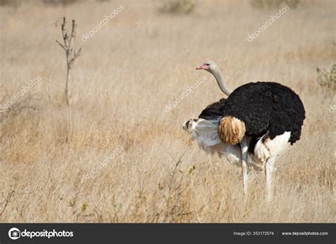 Ostrich Nest Stock Photo by ©PantherMediaSeller 353172074