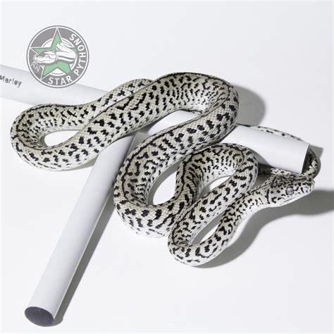 Image result for Axanthic Jungle Carpet Python