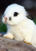 Image result for Cute Bunny Non-Copyright