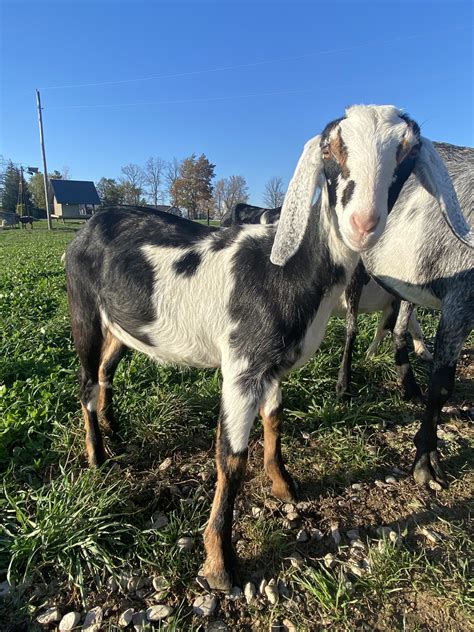 Mini Dairy Goats