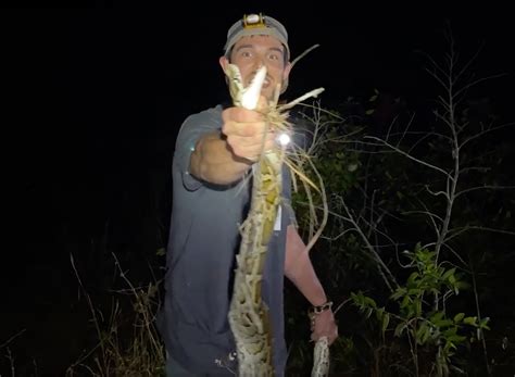 Image result for Giant Python Catching Prey