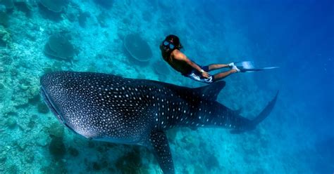 Maldives Resorts & All-Inclusive Resorts from ₹ 20,738/night | KAYAK