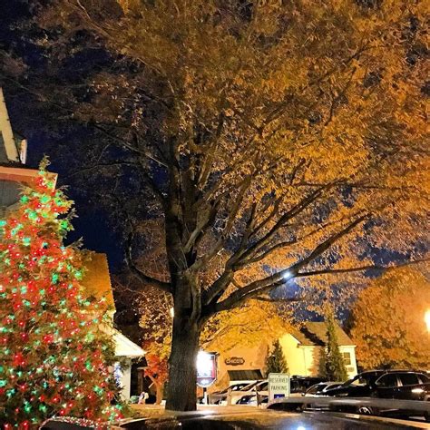 First Christmas tree sighting and Super Moon peeking through the trees ...