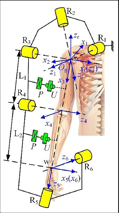 Image result for Human Coupling Position