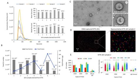Proteomic Profiling of Fallopian Tube-Derived Extracellular Vesicles ...