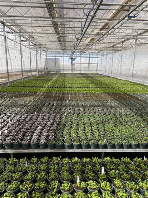 Tropical Foliage and Houseplants - Wholesale Only - Fessler Nursery