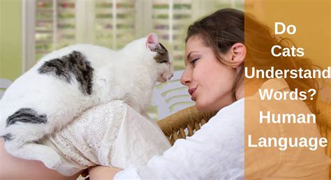 Do Cats Understand Human Language? The Science Explained