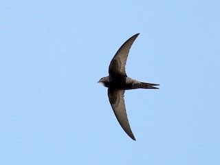 Common Swift - eBird