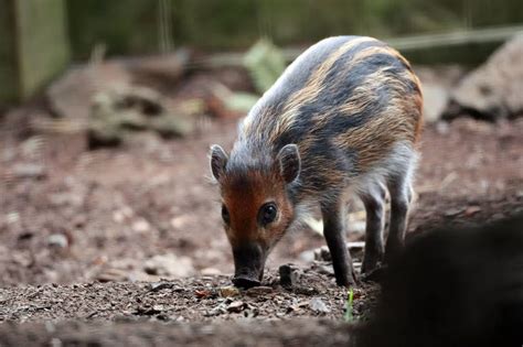 Edinburgh Zoo shares pictures of newly named endangered piglets ...