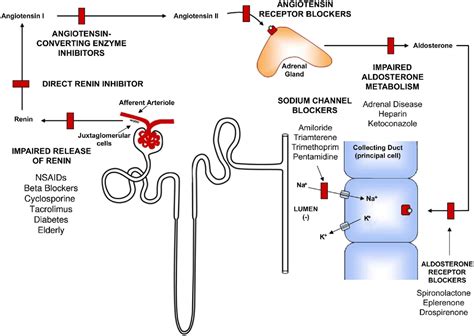 Pathophysiology of Renal Tubular Acidosis: Core Curriculum 2016 ...