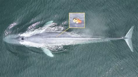 海底鲸鱼小报告——须鲸篇（一） - 知乎