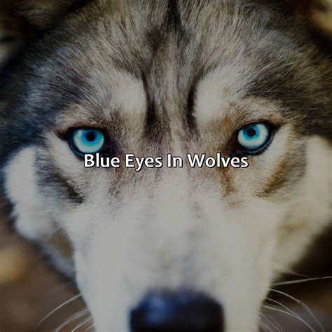 Wolves Color Eyes