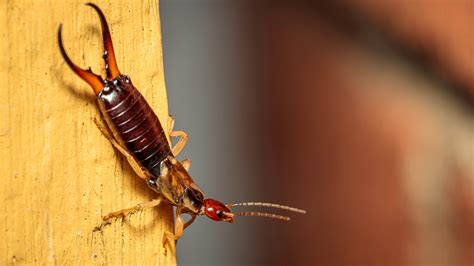 9 ways to get rid of earwigs and keep them away from your home | Tom's ...
