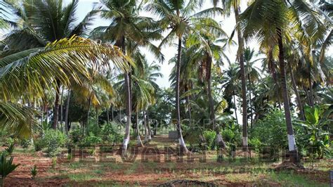 Plot/ Land for Sale in aromasandolo Yelahanka New Town bangalore @ 19. ...